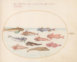 Płyta 26: Gurnards, Dragonets i inne ryby autorstwa Joris Hoefnagel
