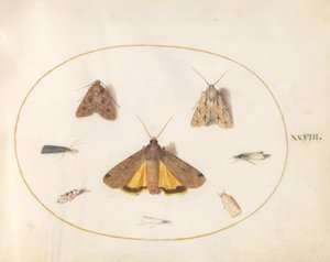 Płyta 28: Osiem ciem autorstwa Joris Hoefnagel