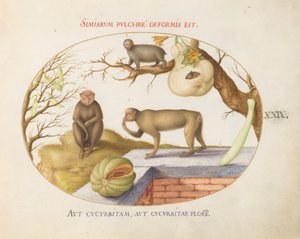 Płyta 29: Dwie małpy, „Arctopithecus” (lenistwo?) i owoc autorstwa Joris Hoefnagel