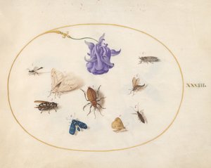 Płyta 33: Ćma i motyl z innymi owadami i kwiatem orlik autorstwa Joris Hoefnagel
