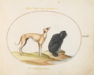 Płyta 35: Ogar i spaniel wodny autorstwa Joris Hoefnagel