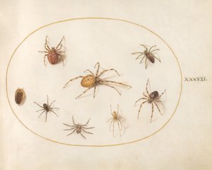 Płyta 37: Siedem pająków i owad autorstwa Joris Hoefnagel