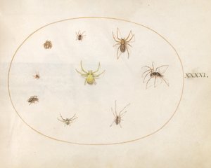 Płyta 41: Żółty pająk otoczony ośmioma pająkami autorstwa Joris Hoefnagel