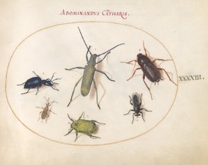 Ilustracja 43: Złoto kwitnący szary długoróg (?), chrząszcz wrotycz pospolity (?), karaluch, chrząszcz liściasty i inne owady autorstwa Joris Hoefnagel