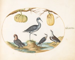 Płyta 44: Godwit(?) i Sandpipers z dwiema tykwami autorstwa Joris Hoefnagel