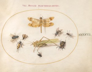 Płyta 47: Ważka, konik polny, muchy domowe, padlinożerca, chrząszcz kózkowaty i inne owady autorstwa Joris Hoefnagel