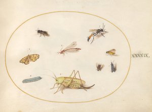 Ilustracja 49: Konik polny, gąsienica, motyl, ćma i inne owady autorstwa Joris Hoefnagel