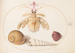 Płyta 50: Martwy krab pustelnik z muszlami ślimaków wieżowych autorstwa Joris Hoefnagel