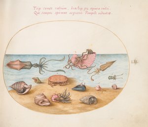 Płyta 52: Argonauta, Kałamarnica, Kraby Pustelnik, Muszle i Krab autorstwa Joris Hoefnagel