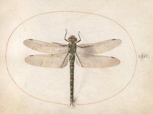 Płyta 53: Południowa Hawker Dragonfly autorstwa Joris Hoefnagel
