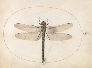Ilustracja 53: Ważka z rodzaju Southern Hawker autorstwa Joris Hoefnagel