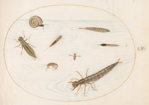 Ilustracja 55: Owady wodne i bezkręgowce, w tym ślimak autorstwa Joris Hoefnagel