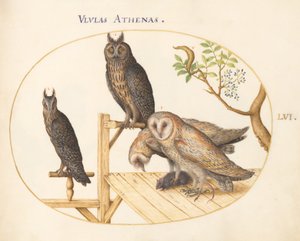 Ilustracja 56: Płomykówki z myszką, puchacz(?) i kolejna sowa autorstwa Joris Hoefnagel