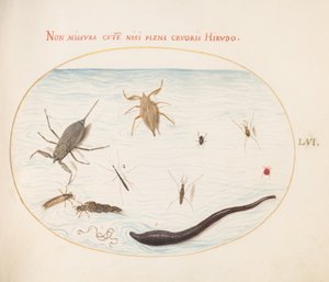 Płyta 56: Wodny skorpion, Wodomierz, Łyżwiarz stawowy, Roztocz wodny, Pijawka (?) i inne wodne owady autorstwa Joris Hoefnagel