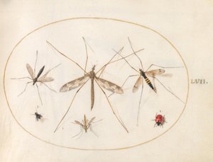 Płyta 57: Biedronka, mucha i cztery inne owady autorstwa Joris Hoefnagel