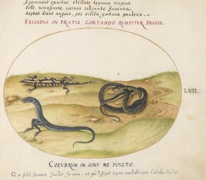 Płyta 57: Wąż, salamandra plamista i istota podobna do węża z dwiema nogami autorstwa Joris Hoefnagel