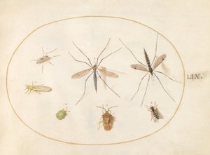 Płyta 59: Siedem owadów, w tym głóg tarczowy, muchy żurawie i bzygowate autorstwa Joris Hoefnagel