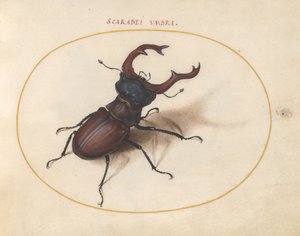 Tablica 5: jelonek rogacz autorstwa Joris Hoefnagel