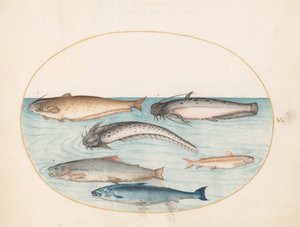  autorstwa Joris Hoefnagel