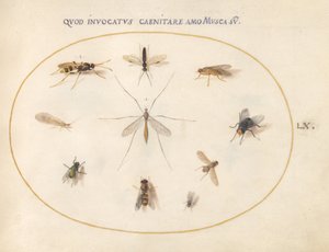 Płyta 60: Muchy i inne owady autorstwa Joris Hoefnagel