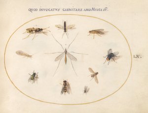 Płyta 60: Muchy i inne owady, ok. 1575/80 (akwarela, gwasz i złoto na welinie) autorstwa Joris Hoefnagel