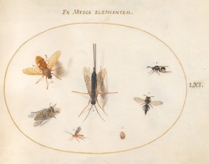Płyta 61: Siedem owadów, w tym muchy autorstwa Joris Hoefnagel