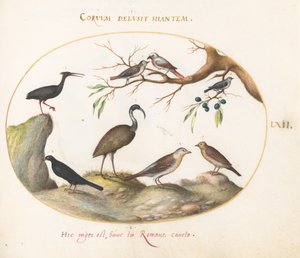 Ilustracja 62: Ibis łysy i Ibis błyszczący z innymi ptakami autorstwa Joris Hoefnagel