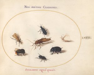 Ilustracja 67: Siedem owadów, w tym biały motyl i pszczoła autorstwa Joris Hoefnagel