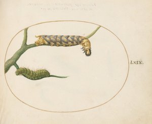 Ilustracja 69: Gąsienica ćmy cesarza z drugą gąsienicą na gałęzi autorstwa Joris Hoefnagel
