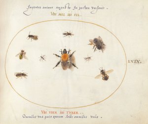 Płyta 69: Dziewięć pszczół i inne owady autorstwa Joris Hoefnagel
