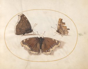 Ilustracja 6: Dwa widoki żałoby (Camberwell Beauty) Motyl z motylem przecinkowym autorstwa Joris Hoefnagel