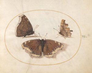  autorstwa Joris Hoefnagel