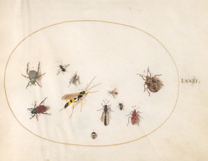 Płyta 72: Pluskwiak Tarczowy, Robak Cynamonowy, Osa i Inne Owady autorstwa Joris Hoefnagel