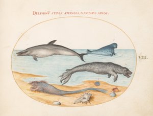 Płyta 8: Delfin, dwie pieczęcie, Brethmechin i muszle autorstwa Joris Hoefnagel