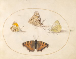 Ilustracja nr 8: Motyle z gatunków: pomarańczówka, rusałka pokrzywnica, rusałka południowa i rusałka mała autorstwa Joris Hoefnagel