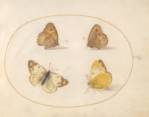 Płyta 9: Meadow Brown, Gatekeeper, Clouded Yellow i Bath White Motyle autorstwa Joris Hoefnagel