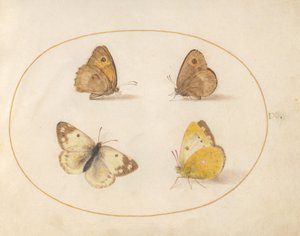  autorstwa Joris Hoefnagel