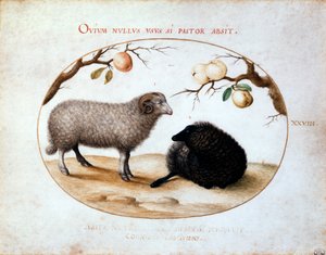 Baran, czarna owca i dwie gałązki jabłoni, XVI wiek. autorstwa Joris Hoefnagel