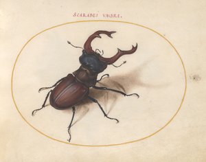 chrząszcz skarabeusz, ok.1575-80