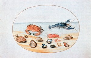 Muszle i skorupiaki, XVI wiek autorstwa Joris Hoefnagel
