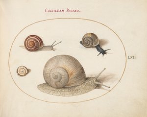 Ślimak, ok.1575-80 autorstwa Joris Hoefnagel