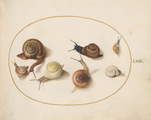 Ślimak, ok.1575-80