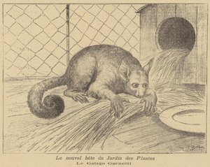 Garnetts Galago, nowy mieszkaniec Jardin des Plantes