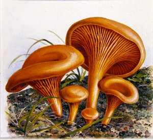 Studium grzybów (akwarela na papierze)