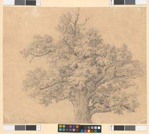 Studium drzewa autorstwa Josef Kriehuber