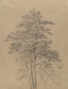 Studium drzewa autorstwa Josef Kriehuber