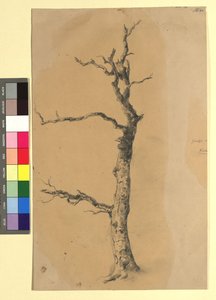 Studie eines kahlen Baumes autorstwa Josef Kriehuber