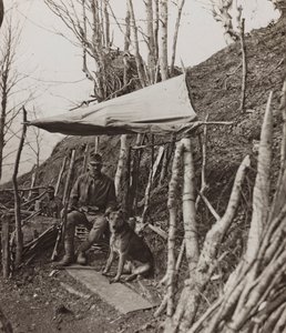 Album "Moja wojna światowa - wspomnienia Frontu Południowo-Zachodniego w Karyntii, Włochy, Trentino-Alto Adige) 31.03.1915-12.11.1918 - Josef Zohles Vienna": pies wojskowy pod namiotem ( autorstwa Josef Zohles