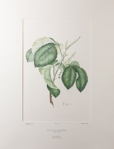 Allophyllus cobbe (Sapindaceae) - tablica 365, Banks