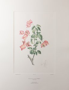 Bouganvillea spectabilis (Nyctaginaceae) - tablica 355, Banks